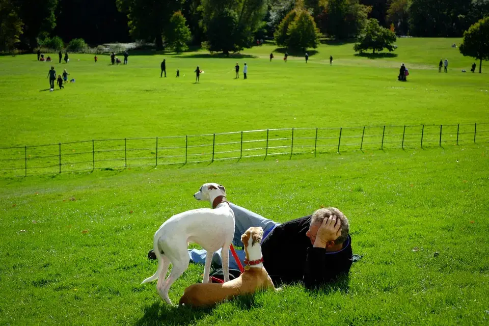 mold removal Shell Point